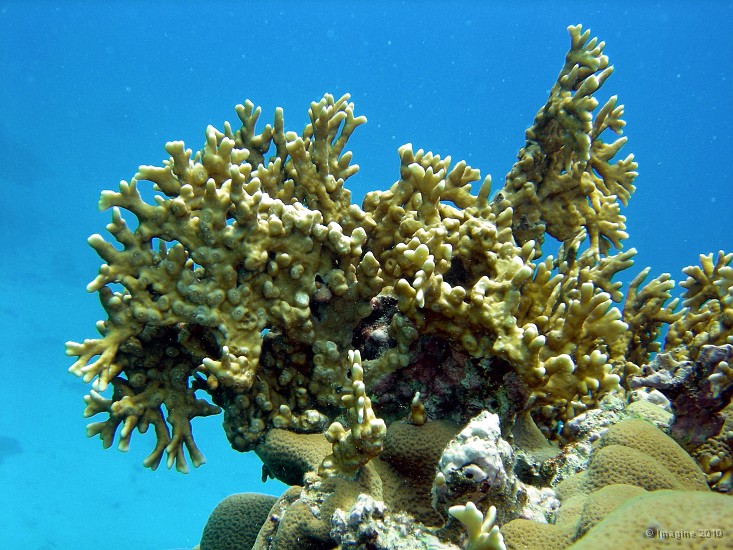 80- Millepore ou corail de feu - Kouare.JPG